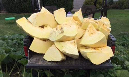 Heavyweight Heartbreak & Pumpkin Perseverance