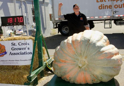 Giant Pumpkin Seed Collection: 1800lb+ Premium Package, 5 seeds from 1800lb+ Pumpkins!