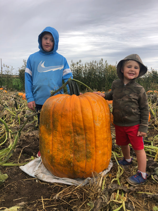 Giant JackOLantern Premium Seed Pack Seeds from 160lber St. Croix