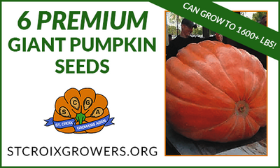 Giant Pumpkin Seed Collection: 1800lb+ Premium Package, 5 seeds from 1800lb+ Pumpkins!
