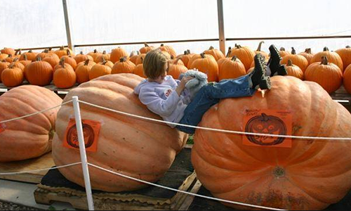 The St. Croix Grower's Association & Stillwater Harvestfest: a humble giant pumkin beginning