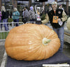 1965lb Caspers 2023 Giant Pumpkin Seed (one ton x one ton cross!), orange champion