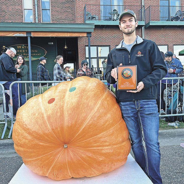 914.5 Young Giant pumpkin seed, orange champion