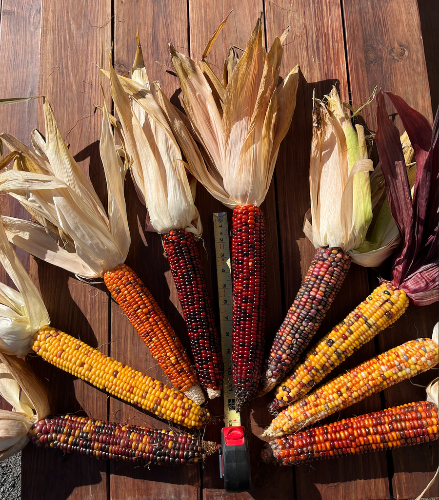 Glass Gem Indian Corn Seed