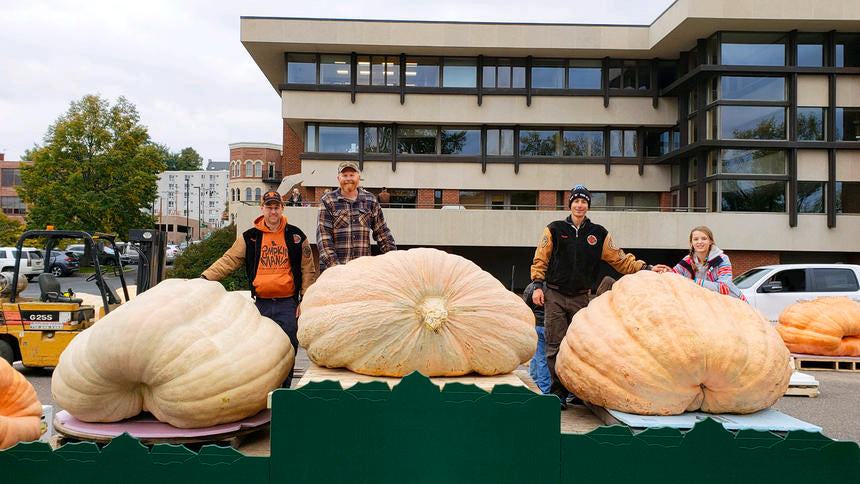 Top Three Giant Pumpkins, Harvestfest 2018