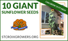 Giant Sunflower Seeds