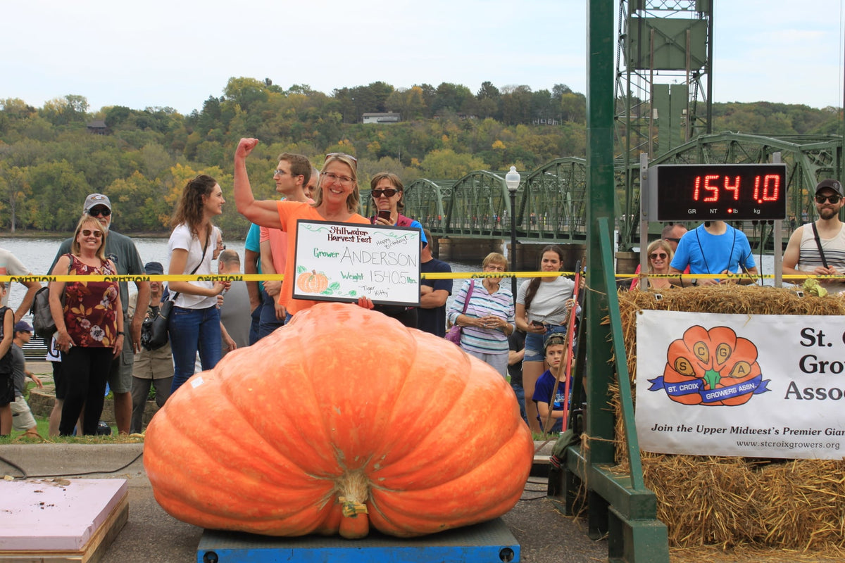 1540lb Anderson Giant Pumpkin Seed (one ton x one ton cross!)