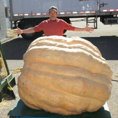 Giant Pumpkin Seed Collection: 1800lb Premium Package, 5 seeds from 1800lb Pumpkins!