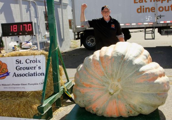 Giant Pumpkin Seed Collection: 1800lb Premium Package, 5 seeds from 1800lb Pumpkins!
