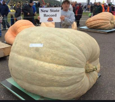 10,000lbs of Giant Pumpkin Genetics: 5 seeds from 2000lber's
