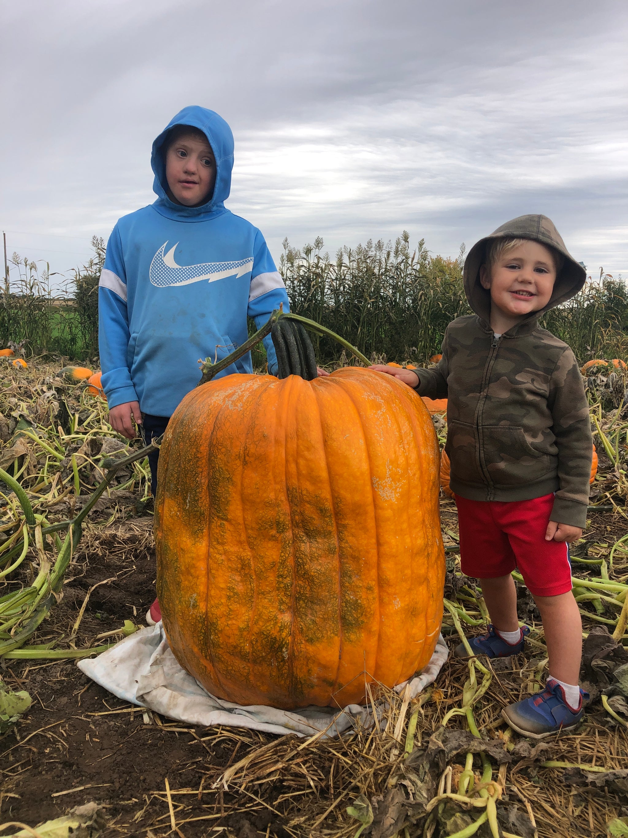 Giant Jack-O-Lantern Premium Seed Pack: Seeds from 160lber