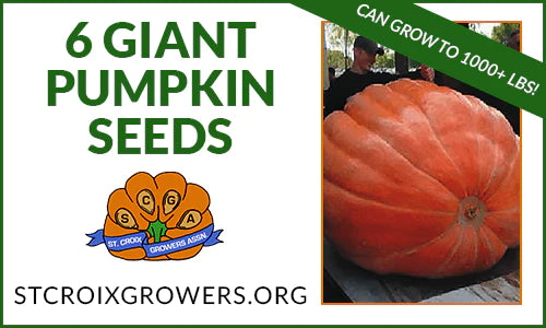 Atlantic Giant Pumpkin Seed Pack: 6 seeds from 1000lb+ pumpkins
