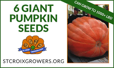 label for 6 giant pumpkin seed packet with giant orange pumpkin image