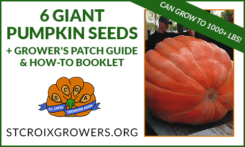 Atlantic Giant Pumpkin Seed Pack with Grower's Patch Guide & How-To Booklet