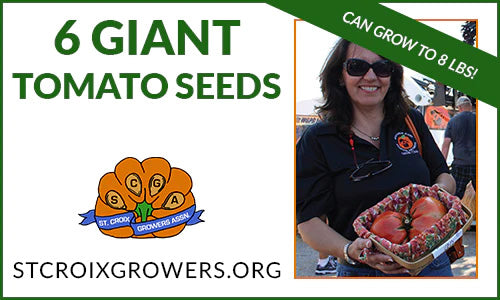 Giant Tomato Seed