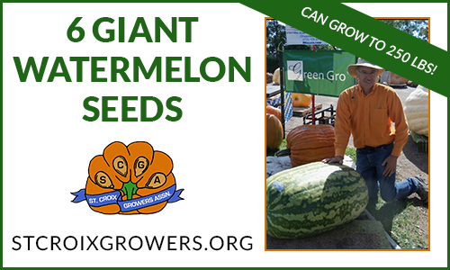 Giant Watermelon Seed