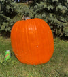 Giant Jack-O-Lantern Premium Seed Pack: Seeds from 91.5lber