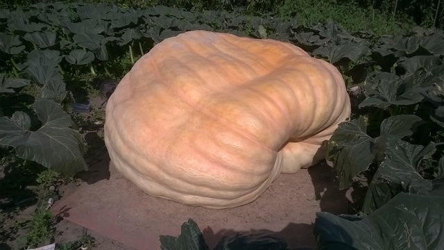 2091lb Midthun giant pumpkin