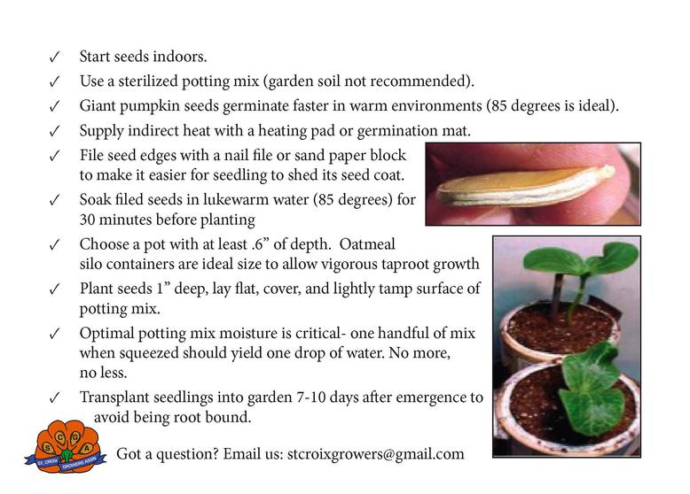 Extra Large Pumpkin Seeds from Award Winning Pumpkins Atlantic Giant Pumpkin Seed Pack with Grower's Patch Guide & How-To Booklet - St. Croix Pumpkin Growers Association