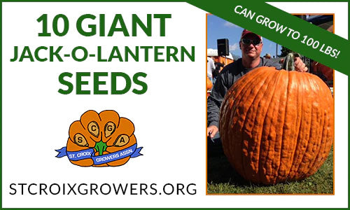 Giant Jack-O-Lantern Seed Pack: 10 seeds with 100lb+ potential!