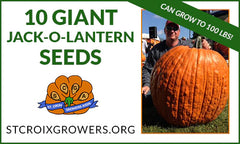 planting jack-o-lantern pumpkin seeds Giant Pumpkin Seeds From Award Winning Pumpkins Giant Jack-O-Lantern Seed  Pack: 10 seeds with 100lb+ potential!